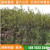 湖南和盛苗圃 紅葉桃 桃樹工程綠化苗木行道點綴庭院觀賞喬木批發