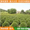 湖南金森女貞球市政公園綠化苗木園林道路綠化金森女貞球規格齊全