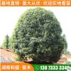 自有苗圃海棠球工程綠化海桐球庭院綠籬四季常青灌木規(guī)格齊全