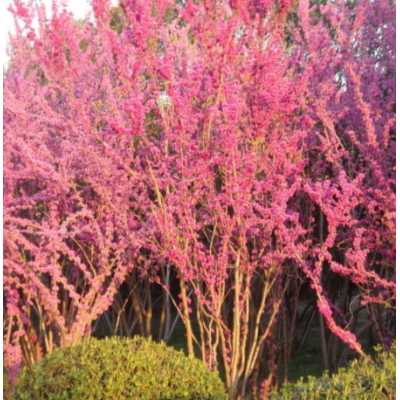 綠化苗木 紫荊苗 紫荊小苗 紫荊樹(shù)苗 滿(mǎn)條紅苗庭院植物