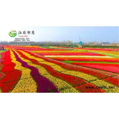 高桿雞冠花種子價格...高發芽率