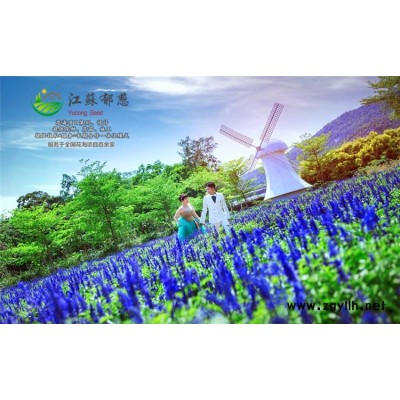 糖蜜草種子哪里有賣的...高發芽率