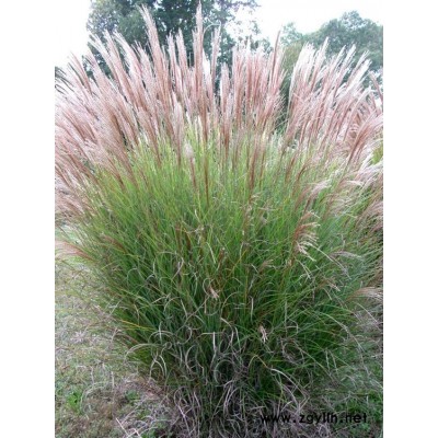 芳青花卉苗(圖)-荻草