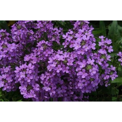 芳青花卉苗(在線咨詢)-藍香芥
