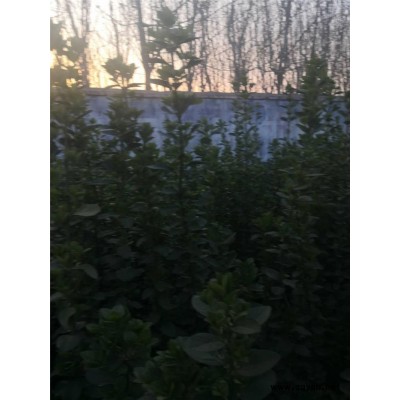 芳青花卉苗-北海道黃楊-北海道黃楊報價