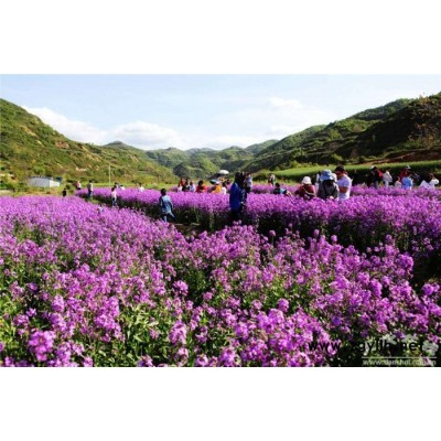 芳青花卉苗(圖)-藍香芥種子-藍香芥
