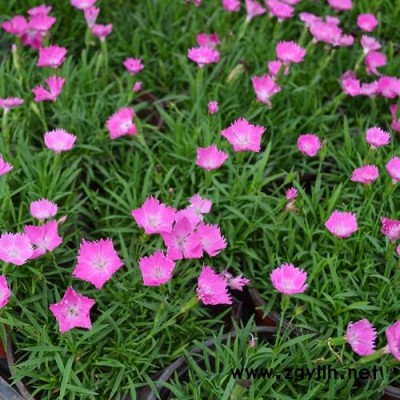 芳青花卉苗(圖)-歐石竹杯苗-歐石竹