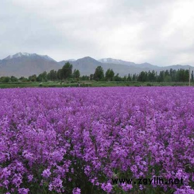 芳青花卉苗(在線咨詢)-藍香芥-藍香芥種子報價