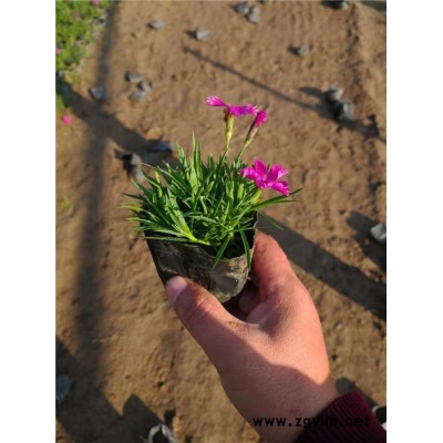 歐石竹-芳青花卉苗(圖)-歐石竹價格