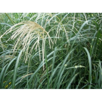 芳青花卉苗(圖)-荻草單價-荻草