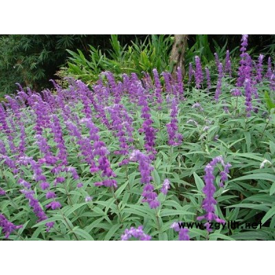 墨西哥鼠尾草-芳青花卉苗(圖)-墨西哥鼠尾草單價