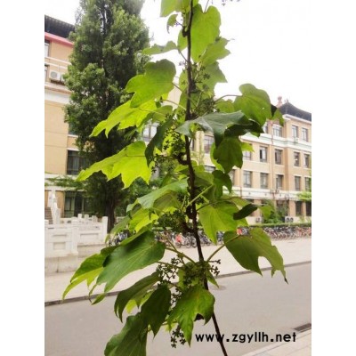 爬山虎容器苗-爬山虎-芳青花卉苗(查看)