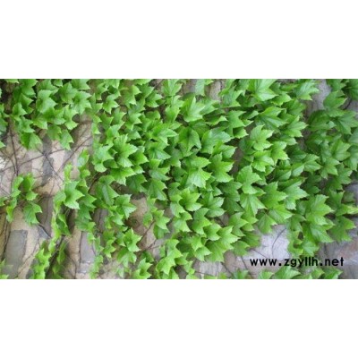爬山虎-芳青花卉苗(在線咨詢)-爬山虎容器苗
