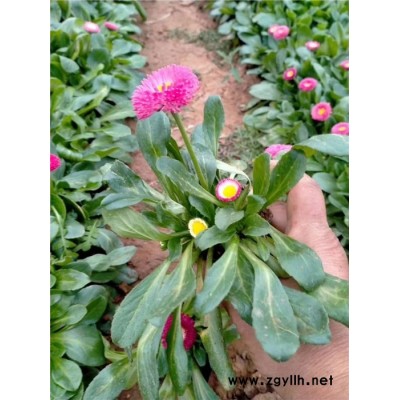 草花-芳青花卉苗-冬季草花