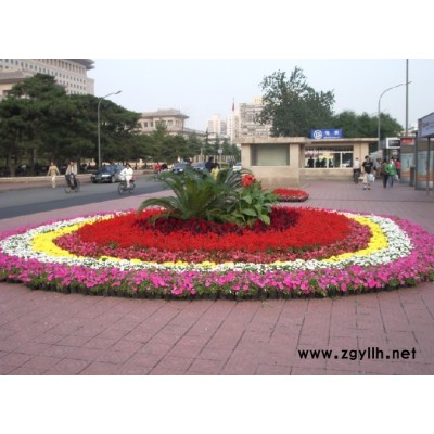 芳青花卉苗(圖)-公園草花-草花
