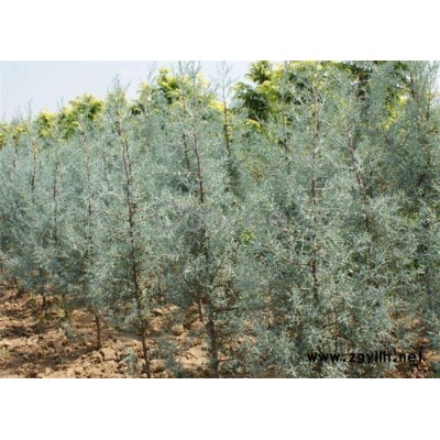 藍冰柏-芳青花卉苗-藍冰柏價格