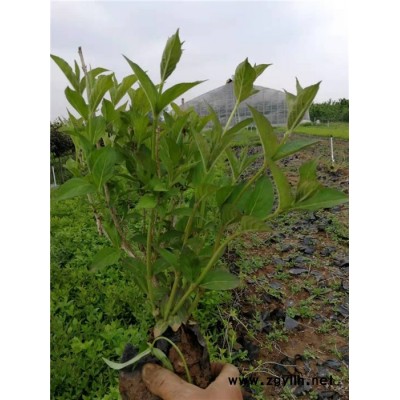紅王子錦帶-芳青花卉苗(在線咨詢)