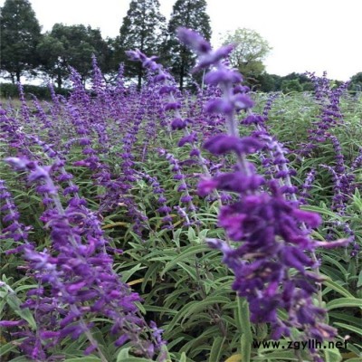 芳青花卉苗(在線咨詢)-墨西哥鼠尾草-墨西哥鼠尾草多少錢