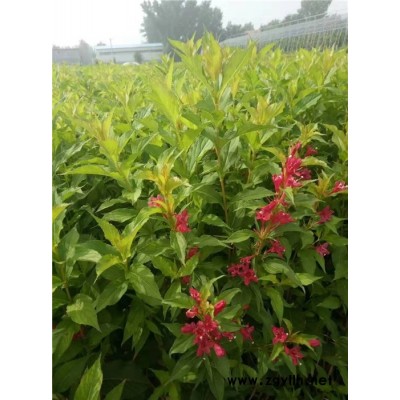 紅王子錦帶多少錢-芳青花卉苗(在線咨詢)-紅王子錦帶