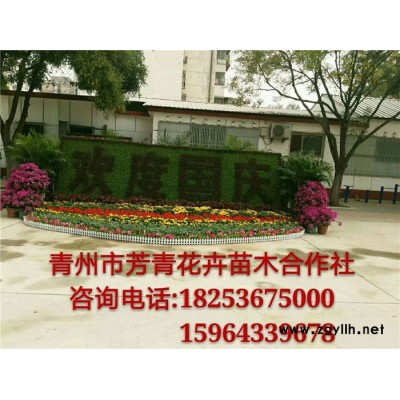 草花-芳青花卉苗(圖)-廣場(chǎng)草花