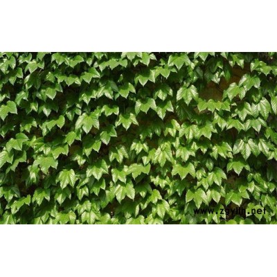 爬山虎-芳青花卉苗(圖)-爬山虎工程苗