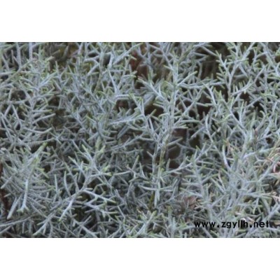 1.5米藍冰柏-藍冰柏-芳青花卉苗(在線咨詢)