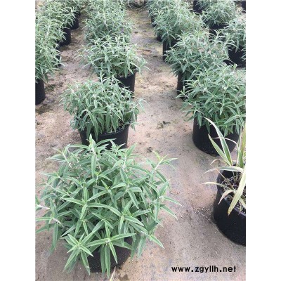 芳青花卉苗(圖)-墨西哥鼠尾草工程苗-墨西哥鼠尾草