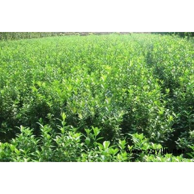大葉黃楊-芳青花卉苗-大葉黃楊容器苗