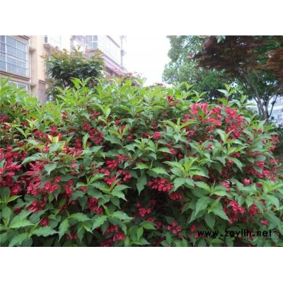 紅王子錦帶-芳青花卉苗-紅王子錦帶袋苗