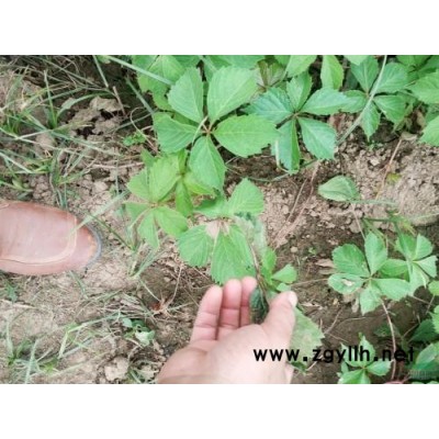 芳青花卉苗(圖)-三葉地錦