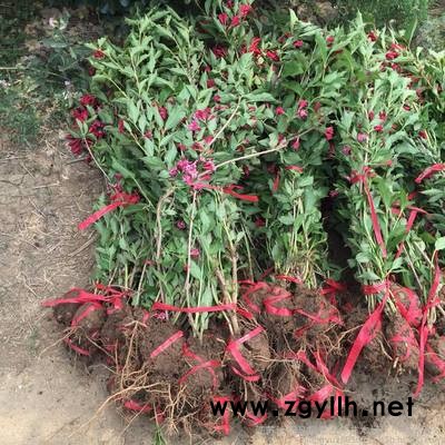 紅王子錦帶-芳青花卉苗-紅王子錦帶多少錢