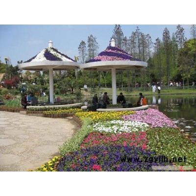公園草花-草花-芳青花卉苗(在線咨詢)
