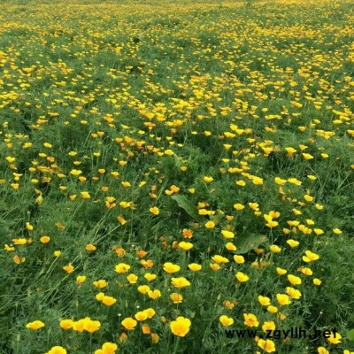 植栽草花-草花-芳青花卉苗(在線咨詢)