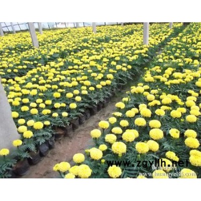 草花-芳青花卉苗