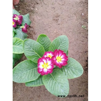 芳青花卉苗(在線咨詢)-報春花