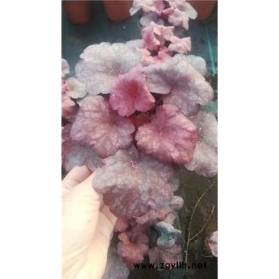 礬根批發-礬根-芳青花卉苗