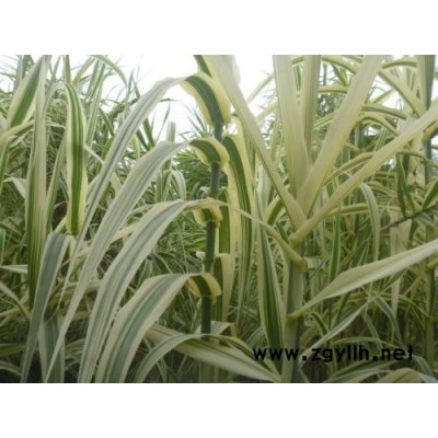 花葉蘆竹報價-芳青花卉苗(在線咨詢)-花葉蘆竹