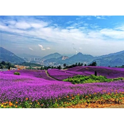 草花花海-草花-芳青花卉苗(在線咨詢)