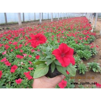草花批發(fā)-草花-芳青花卉苗(在線(xiàn)咨詢(xún))