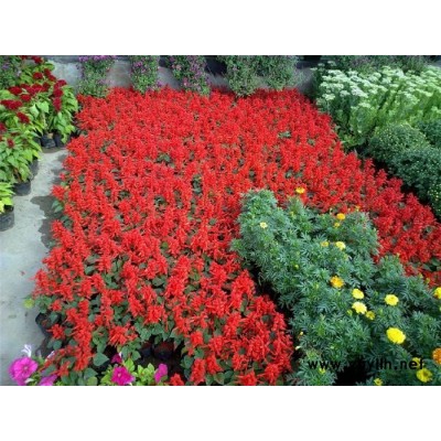 草花-芳青花卉苗(圖)-九月草花