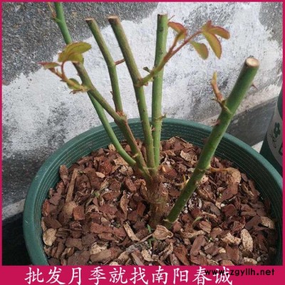 南陽春誠樹狀月季(圖)-豐花月季裸根苗供應-豐花月季裸根苗