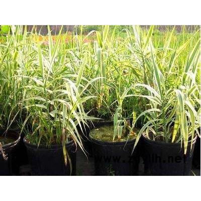 花葉蘆竹苗-花葉蘆竹-芳青花卉苗(在線咨詢)