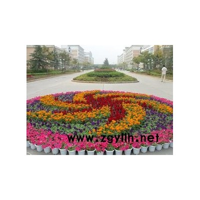 芳青花卉苗(圖)-草花