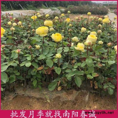 豐花月季小苗基地-豐花月季小苗-春誠基地月季價格便宜(查看)