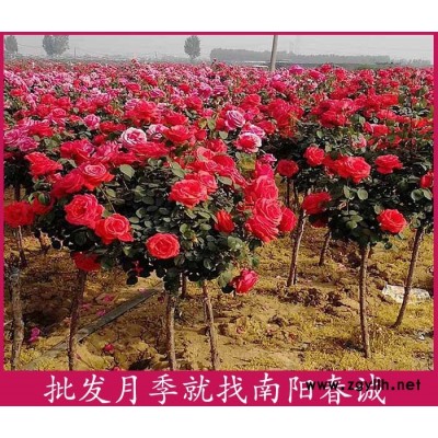 玫瑰獨桿月季樹-春誠現挖現賣-玫瑰獨桿月季樹基地