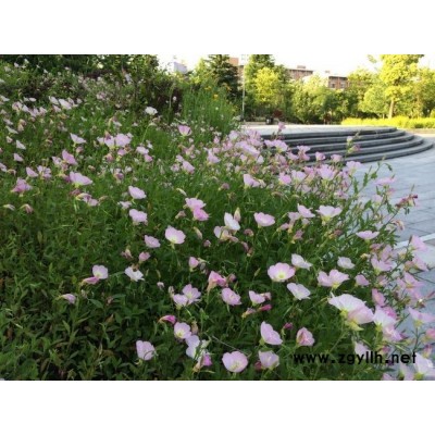 美麗月見草產地-美麗月見草-芳青花卉苗