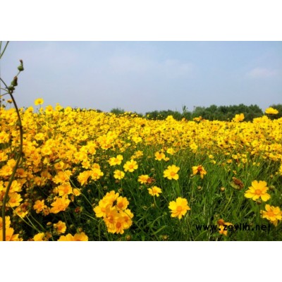 草花-芳青花卉苗-多年生草花