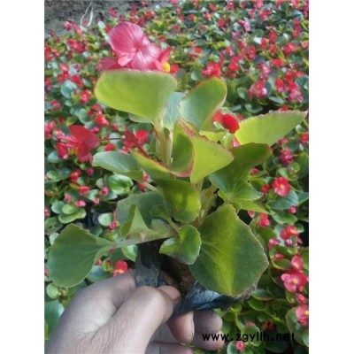 草花-芳青花卉苗-宿根草花