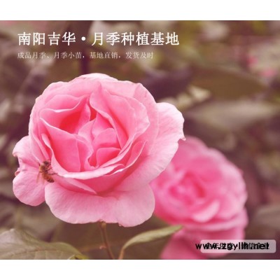 藤本月季多少錢-濱州藤本月季-吉華月季培育基地