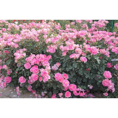 三明豐花月季-豐花月季種植-山林月季(推薦商家)